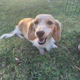 Blondie - Dachshund