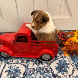 Harvest - Sable and white male Shetland Sheepdog puppy in Tuscumbia, Alabama from Agee's World of Shelties