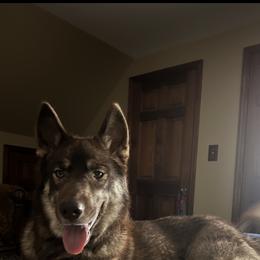 Astara - Siberian Husky