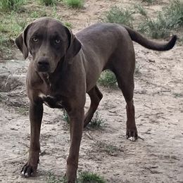 Kit - Catahoula Leopard Dog