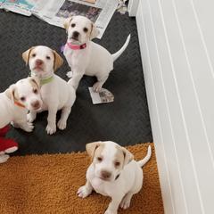 Pointer and Weimaraner Puppies from Silvershot Weimaraners and Pointers