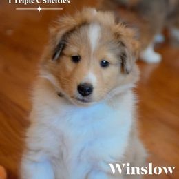 Winslow - Sable merle and white male Shetland Sheepdog puppy in Gladbrook, Iowa from T Triple C Shelties