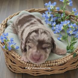 Bingo - Chocolate and cream male Dachshund puppy in Oklahoma City, Oklahoma from OkieDoxieland Dachshunds