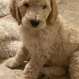 Poodle Puppies from Desert Horizon poodles