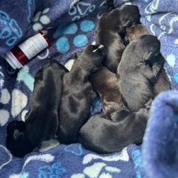 Sir Arch - Brindle male Boxer puppy in Searcy, Arkansas from St. John’s Boxer Butts
