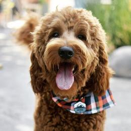 Orpheus  - Goldendoodle