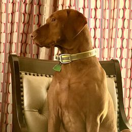 Delilah - Vizsla