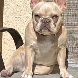 French Bulldogs from Lerma Family Frenchies