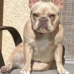French Bulldogs from Lerma Family Frenchies