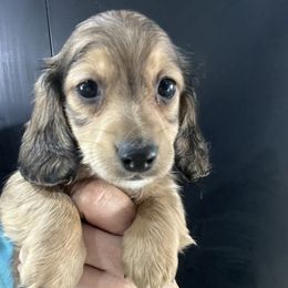 Iguanodon Boy 3 - Cream male Dachshund puppy in Bigfork, Minnesota from Dachshunds Up North