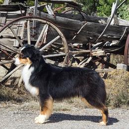 Paige - Black tri-color female Australian Shepherd puppy in Tijeras, New Mexico from Dovehawk Australian Shepherds