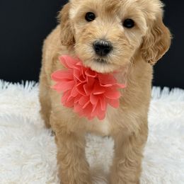 Orange Collar Girl - Apricot female Goldendoodle puppy in Bigfork, Minnesota from Timber Rock Doodles