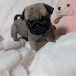 Girl 2 - female Pug puppy in Vancouver, Washington from Swift Pugs