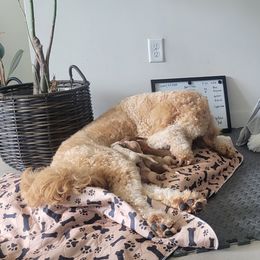 French Bulldog and Goldendoodle Puppies from Good Vibes Puppies