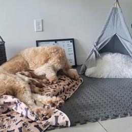 French Bulldog and Goldendoodle Puppies from Good Vibes Puppies