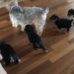 Yorkshire Terrier Puppies from Hilly Acres Farm