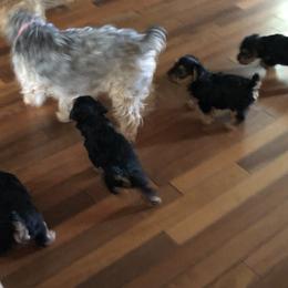 Yorkshire Terrier Puppies from Hilly Acres Farm