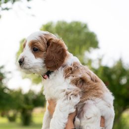 Assorted Doodle Crosses, Bernedoodle, and Goldendoodle Puppies from Down Country Doodles