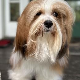 Mulberry - Havanese