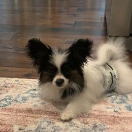 Papillon Puppies from Tylane Papillons