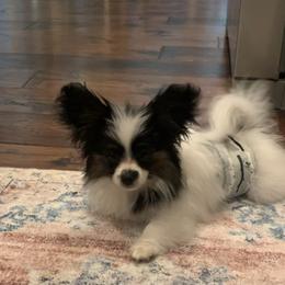 Papillon Puppies from Tylane Papillons