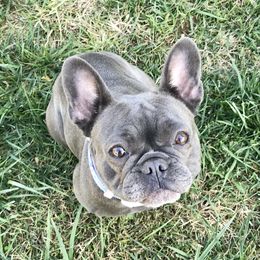 Crooked C’s Baby Fat Fat’s Fiona - French Bulldog