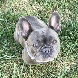 Crooked C’s Baby Fat Fat’s Fiona - French Bulldog