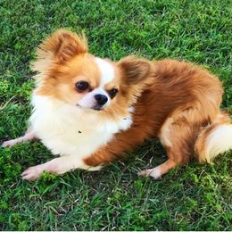 Chihuahuas from Diana's Chihuahuas