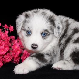 Nova - Blue merle female Australian Shepherd puppy in Colorado Springs, Colorado from Storm and Sage Australian Shepherds