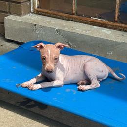 Harris - White and chocolate male American Hairless Terrier puppy in Buckingham, Illinois from Gaus Hof