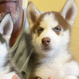 Siberian Huskies from Ultimate Legacy