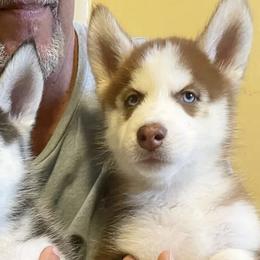 Siberian Huskies from Ultimate Legacy