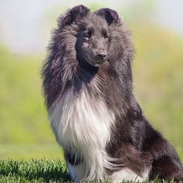 Shetland Sheepdogs from KaMera Shelties