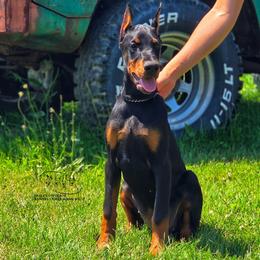 Mia - Black and rust female Doberman Pinscher puppy in China Township, Michigan from Snell's Superior Kennel Dobermann & GSP