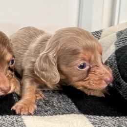 Daisy - Chocolate and tan female Dachshund puppy in San Diego, California from San Diego Dachshunds