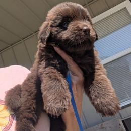 Brown Newfoundland Male 1 - Brown male Newfoundland puppy in Burfordville, Missouri from Umfleet Farms