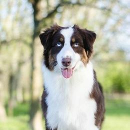Tanzy - Australian Shepherd