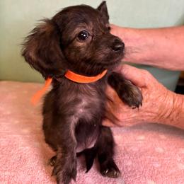 Orange girl - Brindle female Dachshund puppy in Live Oak, Florida from The Weenie Herd Mom