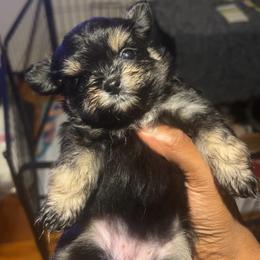Queen - Black female Maltipoo puppy in Long Island, New York from Minipaws kennel