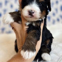 Astro - Tri-color male Bernedoodle puppy in Peoria, Arizona from Grand Canyon Bernedoodles