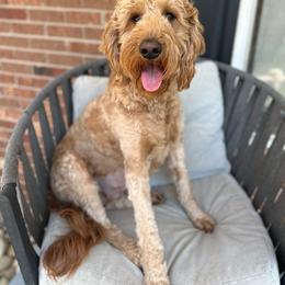 Luna - Goldendoodle