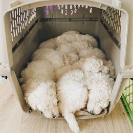 Poodle Puppies from Elysee Standard Poodles