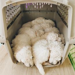 Poodle Puppies from Elysee Standard Poodles