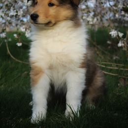 Collie Puppies from Circle H Farm