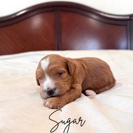 Sugar - Apricot female Goldendoodle puppy in Burleson, Texas from Kendall’s Kennel