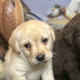 Labrador Retrievers from Marsh Land Labs LLC