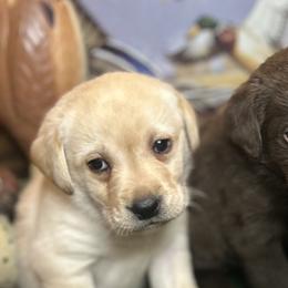 Labrador Retrievers from Marsh Land Labs LLC