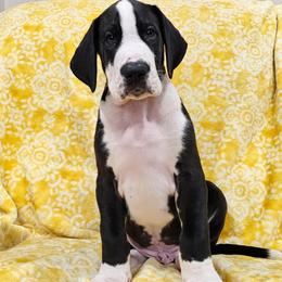 6 Val - Mantle male Great Dane puppy in Castle Rock, Washington from Uber Alles Great Danes