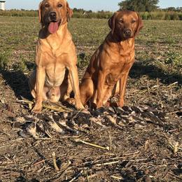 Labrador Retriever puppies from County Line Gun Dogs