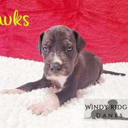Great Dane Puppies from Windy Ridge Danes